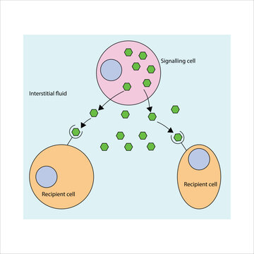 Paracrine Cell Signaling Pathway Illustration