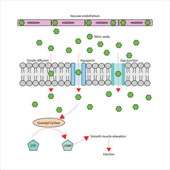 Nitric Oxide Signaling Pathway in Vascular Smooth Muscle Relaxation
