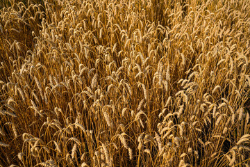 Golden Wheat Ears Ready for Harvest – Agriculture and Abundance Concept

