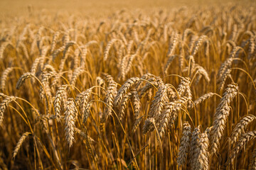 Golden Wheat Ears Ready for Harvest – Agriculture and Abundance Concept

