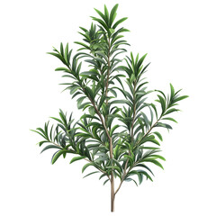 Fototapeta premium Vibrant Lush Green Podocarpus Plant Against Transparent Background