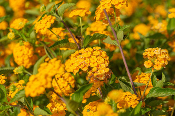 Golden lantana flowers in full bloom, creating a vibrant sea of yellow-orange clusters among green leaves. A lively and colorful display of tropical blossoms glowing under sunlight.