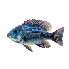 Blue Tilapia Fish Isolated on White Background for Aquatic Life Concepts