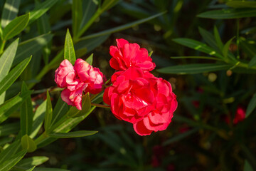 Bright red oleander flowers in full bloom, standing out against deep green leaves. A stunning tropical plant known for its vivid blossoms and evergreen foliage under warm sunlight.