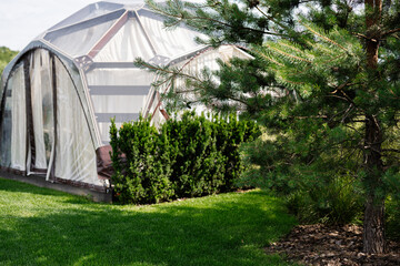 Transparent greenhouse surrounded by greenery and a pine tree in a sunny garden
