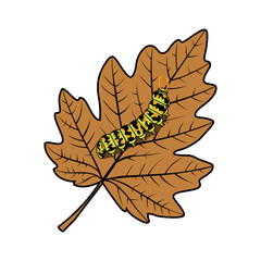 Vector caterpillar on a leaf illustration on transparent background. Nature and animal