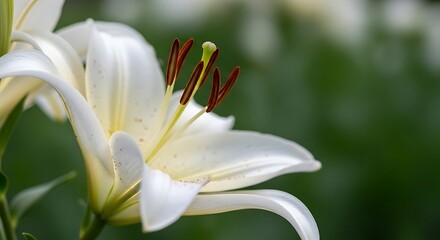 Serene beauty of a blooming white lily flower. Detailed macro shot of delicate petals and stamen against a soft green background.