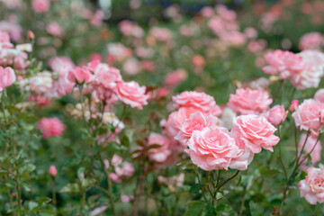 Pink roses in full bloom with soft background