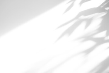 shadow overlay effects of realistic abstract natural tree leaves shadow on wall background,Summer...