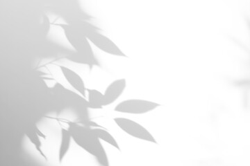 shadow overlay effects of realistic abstract natural tree leaves shadow on wall background,Summer...