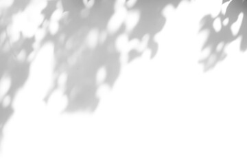 shadow overlay effects of realistic abstract natural tree leaves shadow on wall background,Summer...
