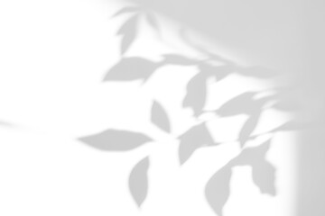 shadow overlay effects of realistic abstract natural tree leaves shadow on wall background,Summer...