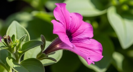 Radiant Pink Petunia Blossom Capturing Nature's Delicate Beauty in Floral Portrait