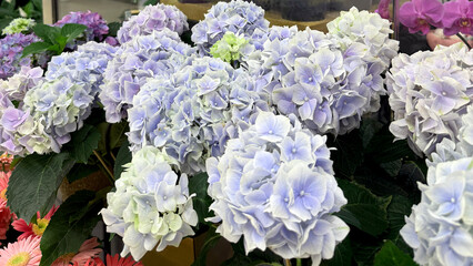 Obraz premium Beautiful hydrangea flowers in soft pastel colors blooming in a vibrant floral arrangement display