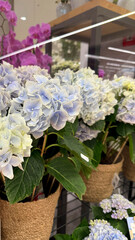 Beautiful hydrangea flowers in decorative pots with lush green leaves in a vibrant floral display