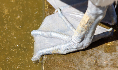 A bird's foot is seen in the water, with the toes sticking out of the water