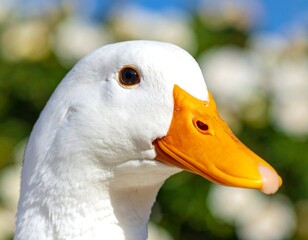 Close-up of a white duck's head