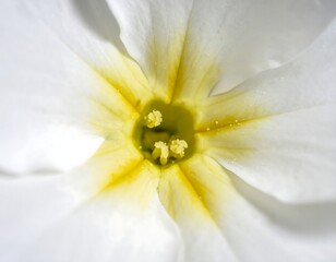 Close-up of a white flower's center (1)