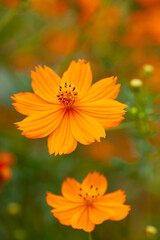 キバナコスモスの花