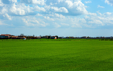Lush green field stretches under a bright blue sky filled with fluffy white clouds, showcasing a serene landscape with a row of village in the distance, evoking tranquility and nature's beauty Italy