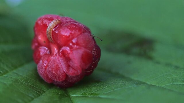 raspberry worm 