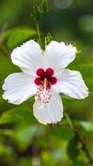 Close-up of a white hibiscus flower