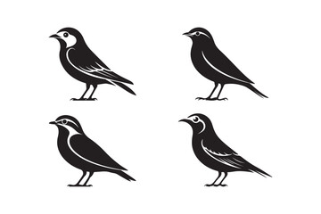 Four birds standing silhouette