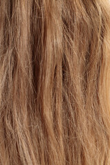 Naklejka premium blond hair, long glossy straight hair, macro hair texture, long dull tangled damaged hair with split ends