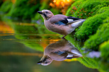Eurasian Jay (Garrulus glandarius) drinking water from a pool, The Netherlands