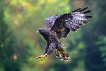 Common Buzzard (Buteo buteo) flying in forest, just before landing, The Netherlands.