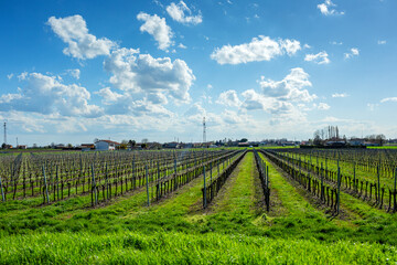 Expansive vineyard  growing in symmetrical rows landscape under a bright blue sky with fluffy white clouds, showcasing rows of grapevines and lush green grass, embodying agricultural beauty 