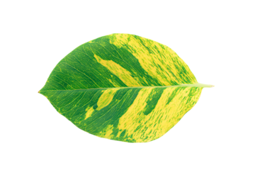 a leaf with yellow and green spots on it