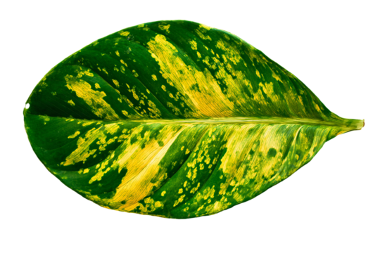 a green and yellow leaf with spots on it