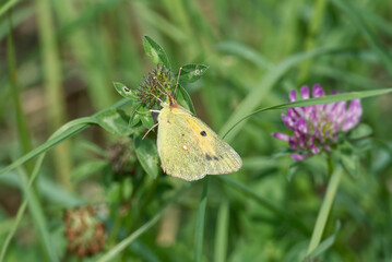 Clouded Yellow (Colias croceus) Butterfly perched on pink flower in Zurich, Switzerland