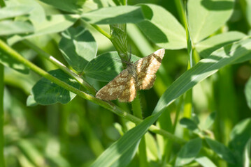Common Heath (Ematurga atomaria) moth perched on a plant in Zurich, Switzerland