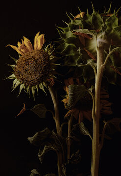 sunfowers , flowers , faded  , plant , nature , yellow , gree, petals , philosophy , bunch of flowers , sunset , day end , summertime ,passingtime ,