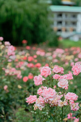 Pink roses in full bloom with soft background