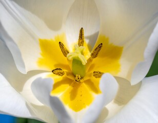 Close-up of a white tulip's center (2)