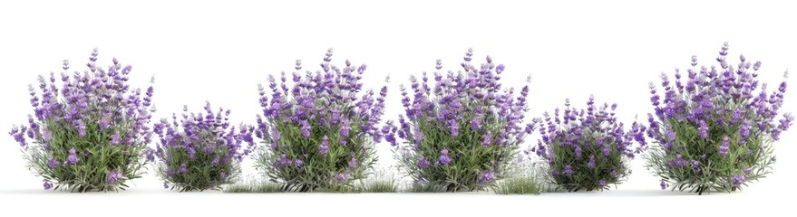 Obraz premium 4 lavender bushes with purple flowers in different shapes and sizes, isolated on white background