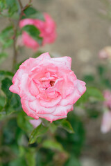 Close-up of blooming pink roses in garden with bokeh effect