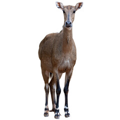 deer isolated on white background,