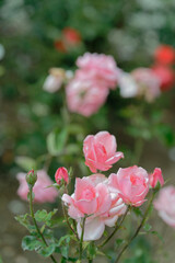 Close-up of blooming pink roses in garden with bokeh effect
