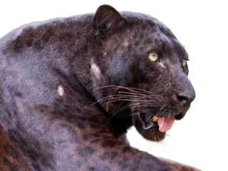 Close up of a black panther (Panthera pardus)