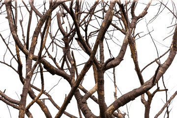 Dry tree branches isolated on white background