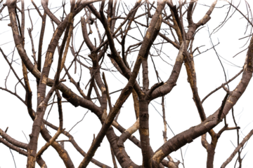 Dry tree branches isolated on white background