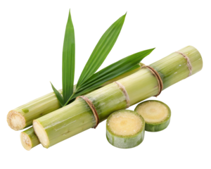 Fresh sugarcane stalks and leaves isolated on white background for natural and organic products