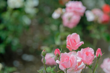 Close-up of blooming pink roses in garden with bokeh effect