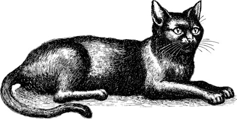 Vintage engraved illustration of a black cat resting - retro design for art and decor
