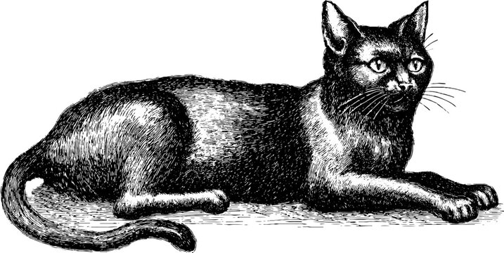 Vintage engraved illustration of a black cat resting - retro design for art and decor