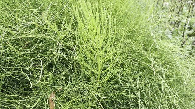 Field horsetail, Equisetum arvense